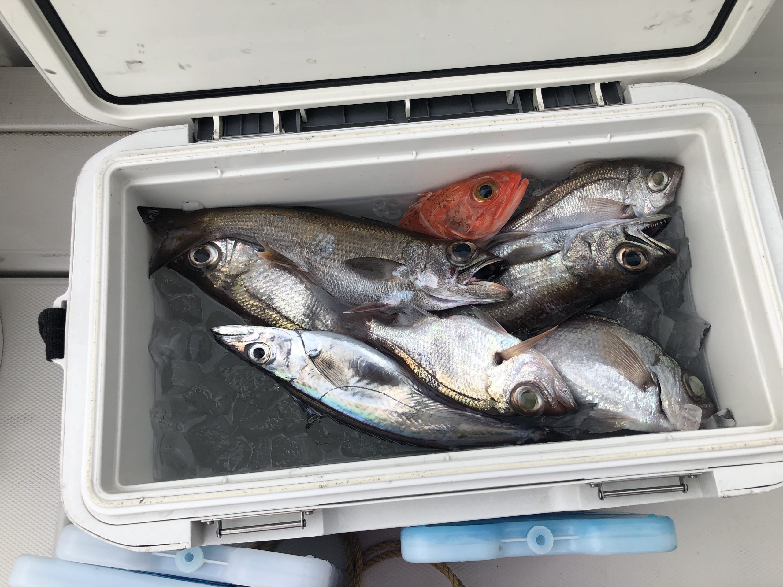 海のボート釣り　オーナー様釣果