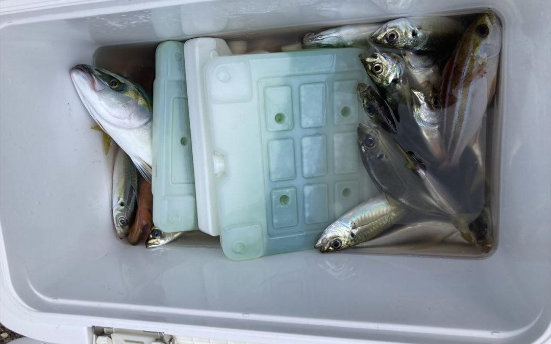 海のボート釣り　オーナー様釣果