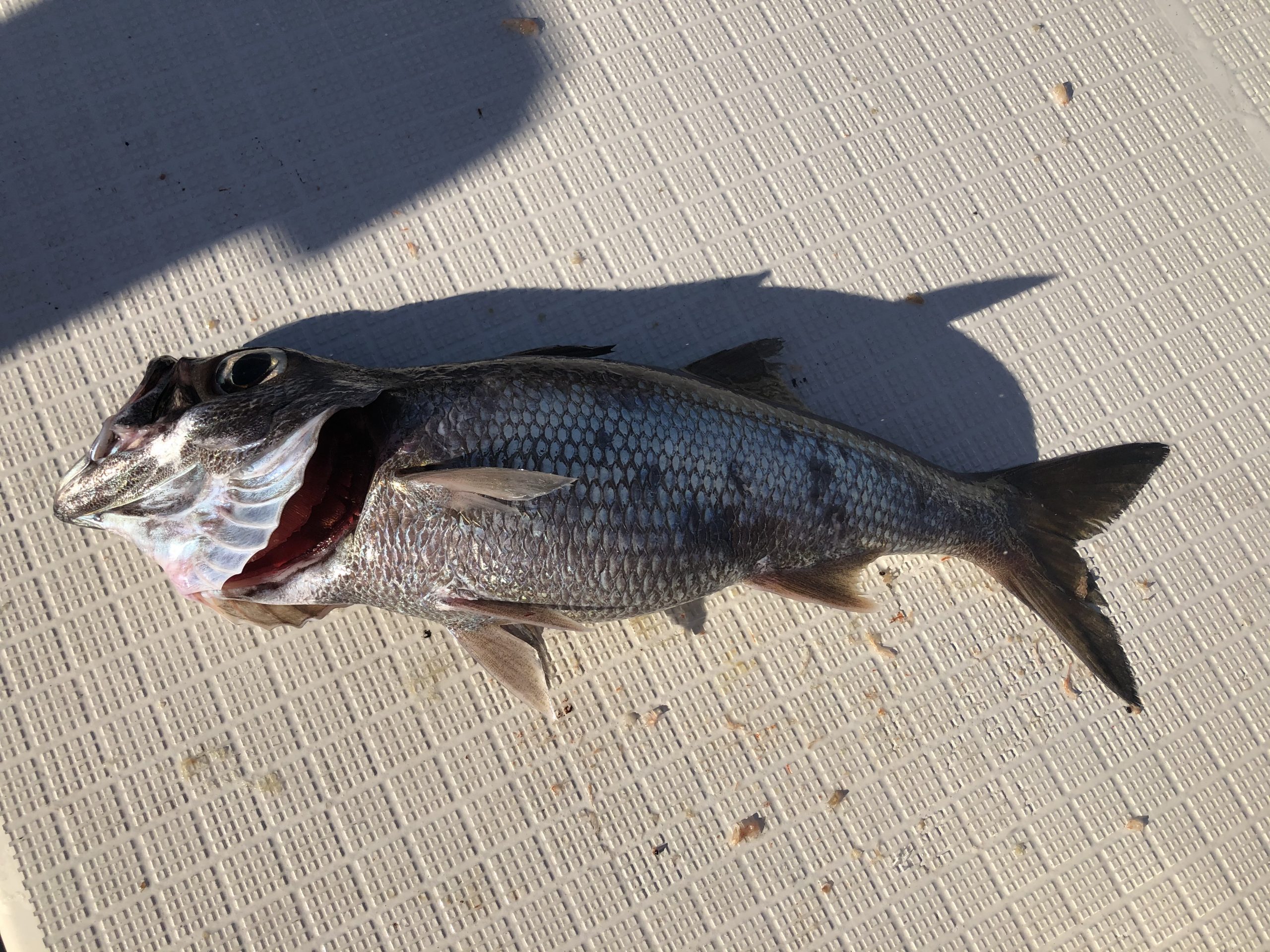 海のボート釣り　オーナー様釣果