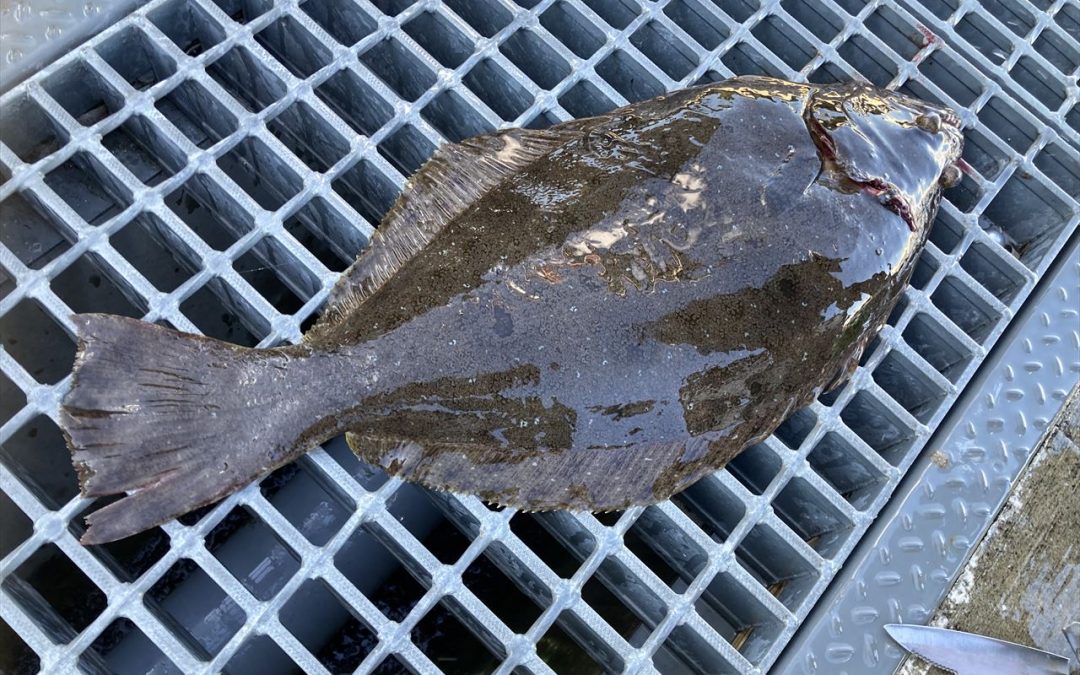 海のボート釣り　オーナー様釣果