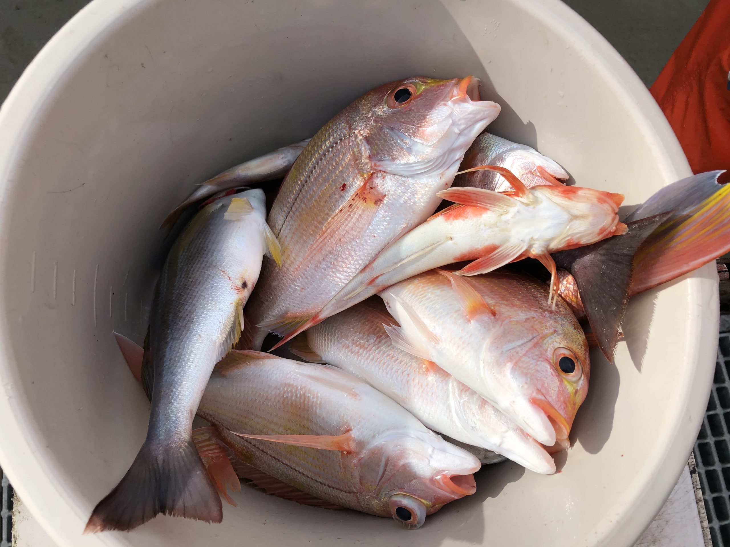 海のボート釣り　オーナー様釣果