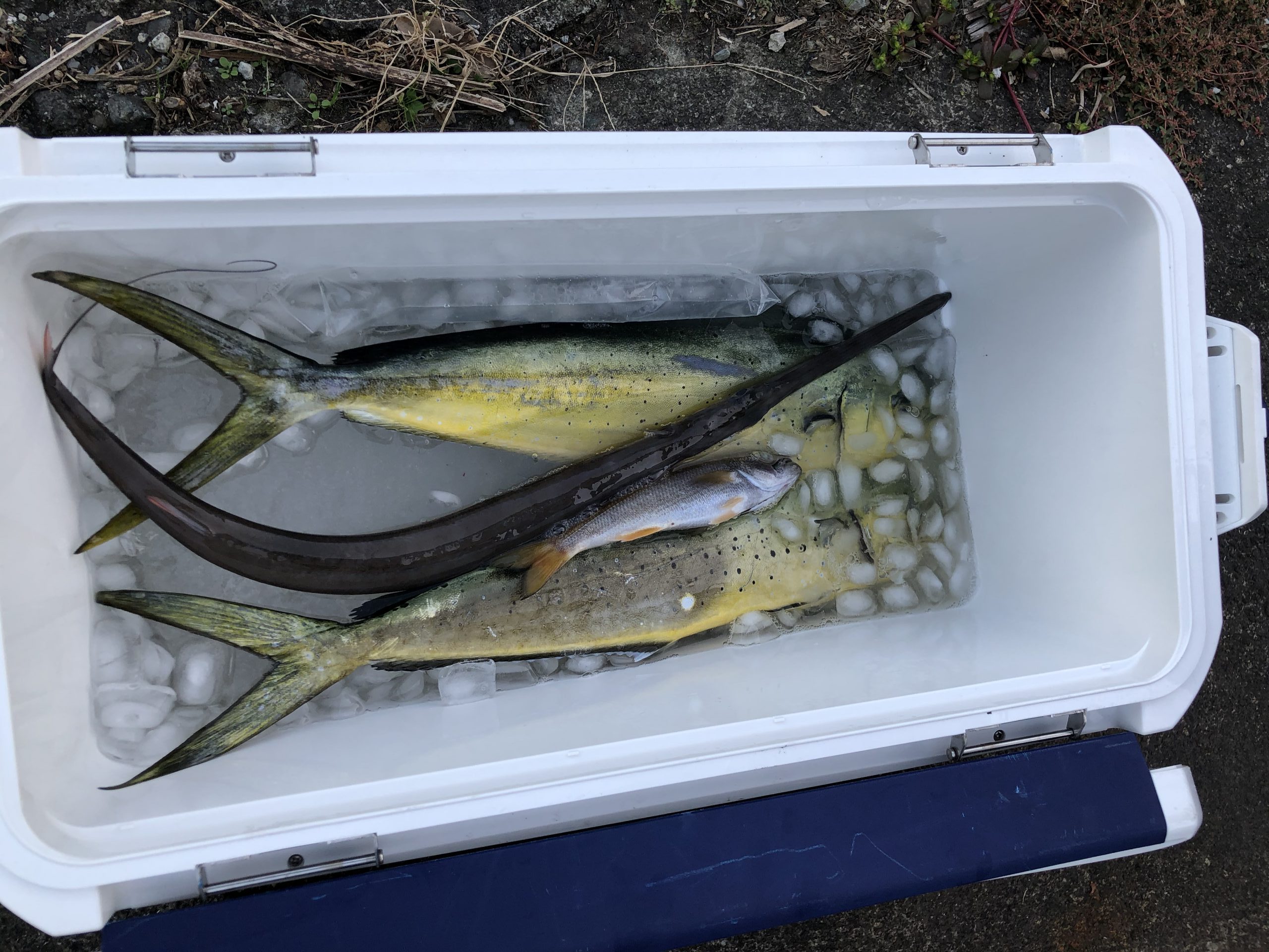 海のボート釣り　オーナー様釣果