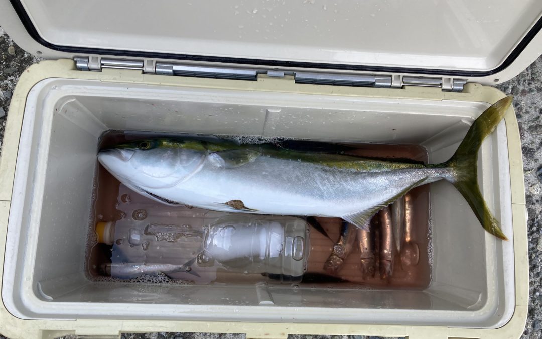 海のボート釣り　オーナーさま釣果