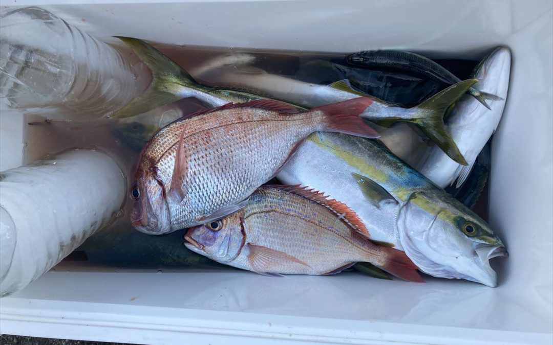 海のボート釣り　オーナー様釣果