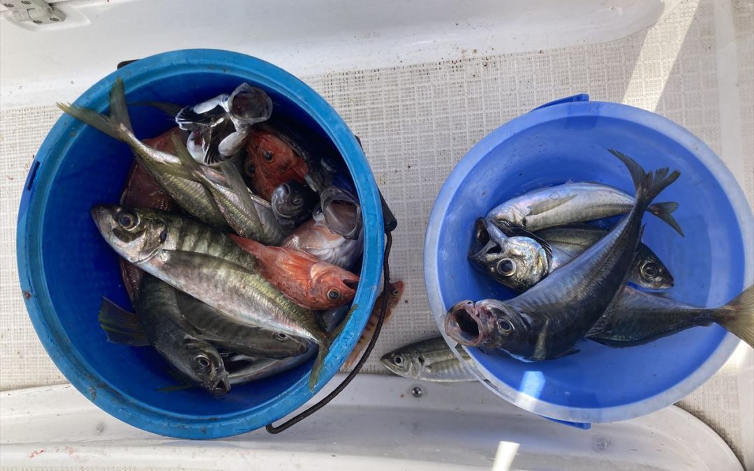 海のボート釣り　オーナー様釣果