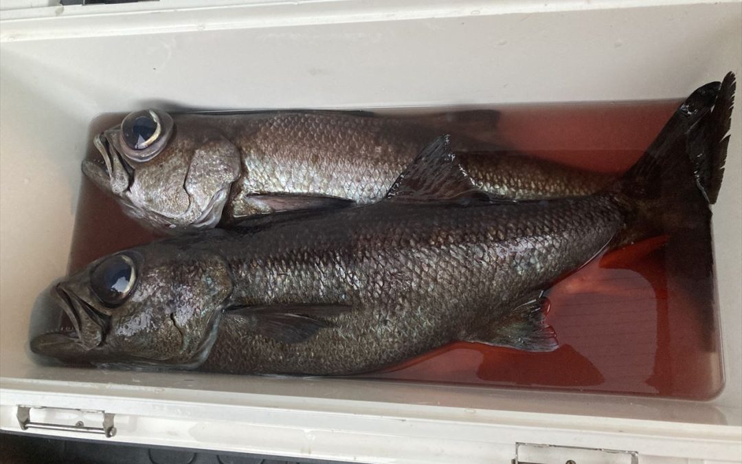 海のボート釣り　オーナー様釣果