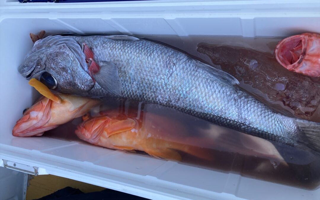 海のボート釣り　オーナー様釣果