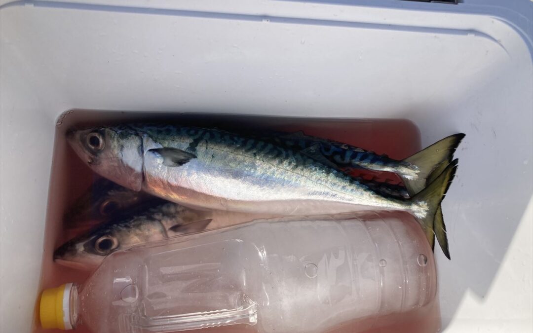 海のボート釣り　オーナー様釣果