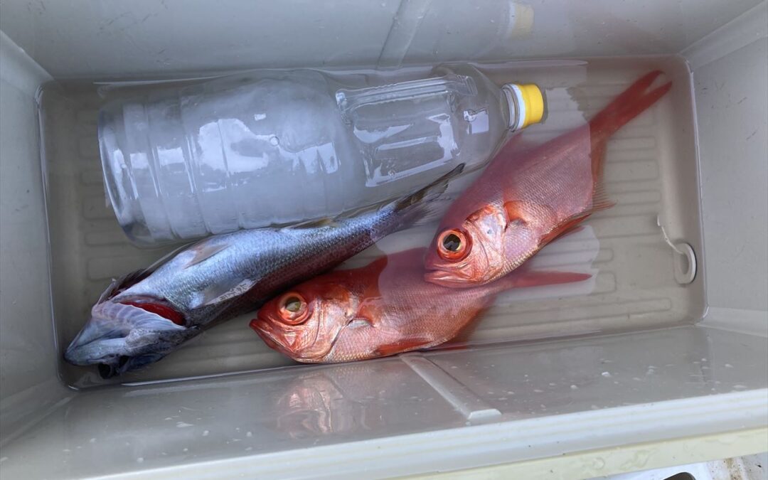 海のボート釣り　オーナー様釣果