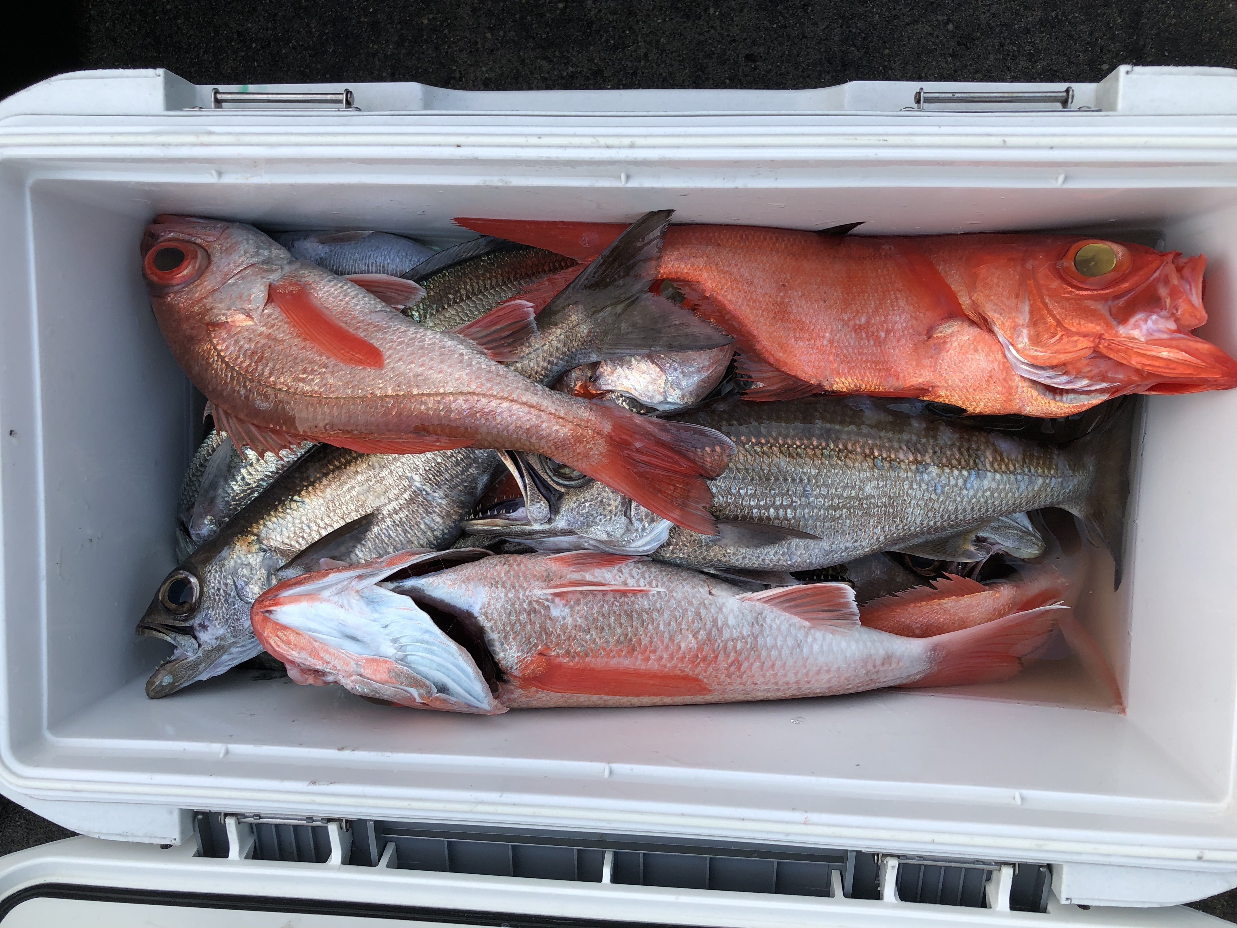 海のボート釣り　オーナー様釣果12月16日