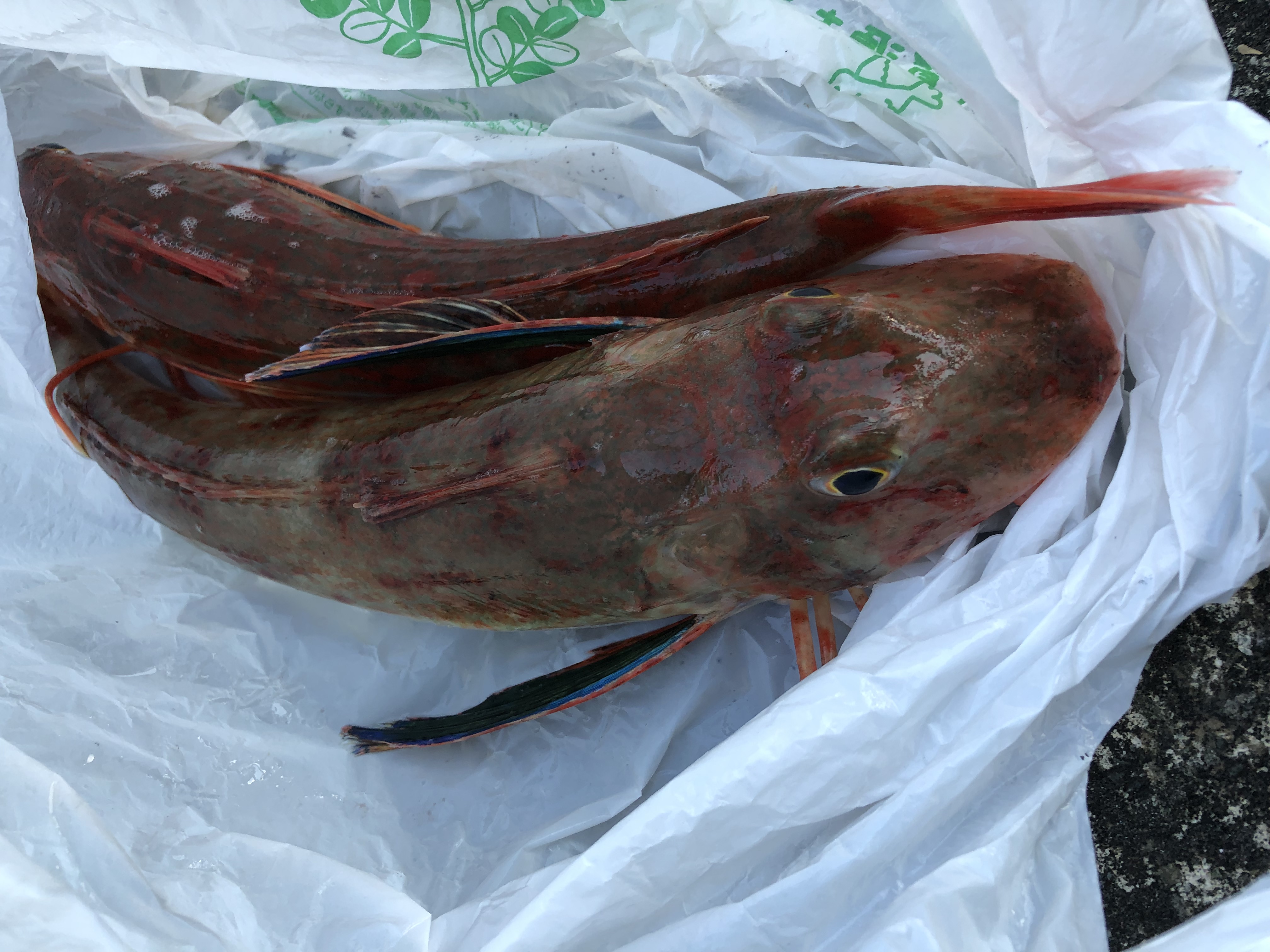 海のボート釣り　オーナー様釣果　鯛ラバ