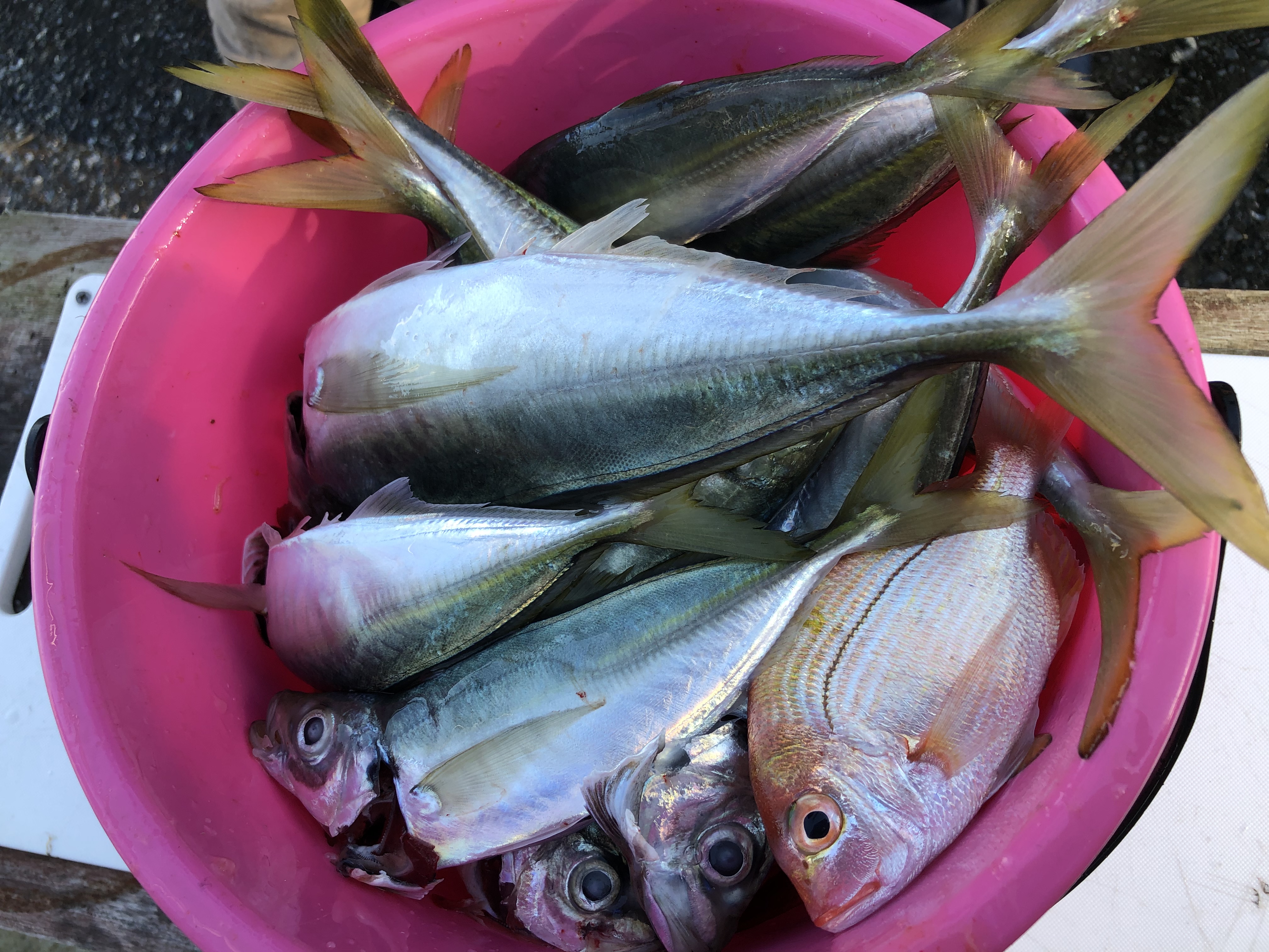 海のボート釣り　オーナー様釣果