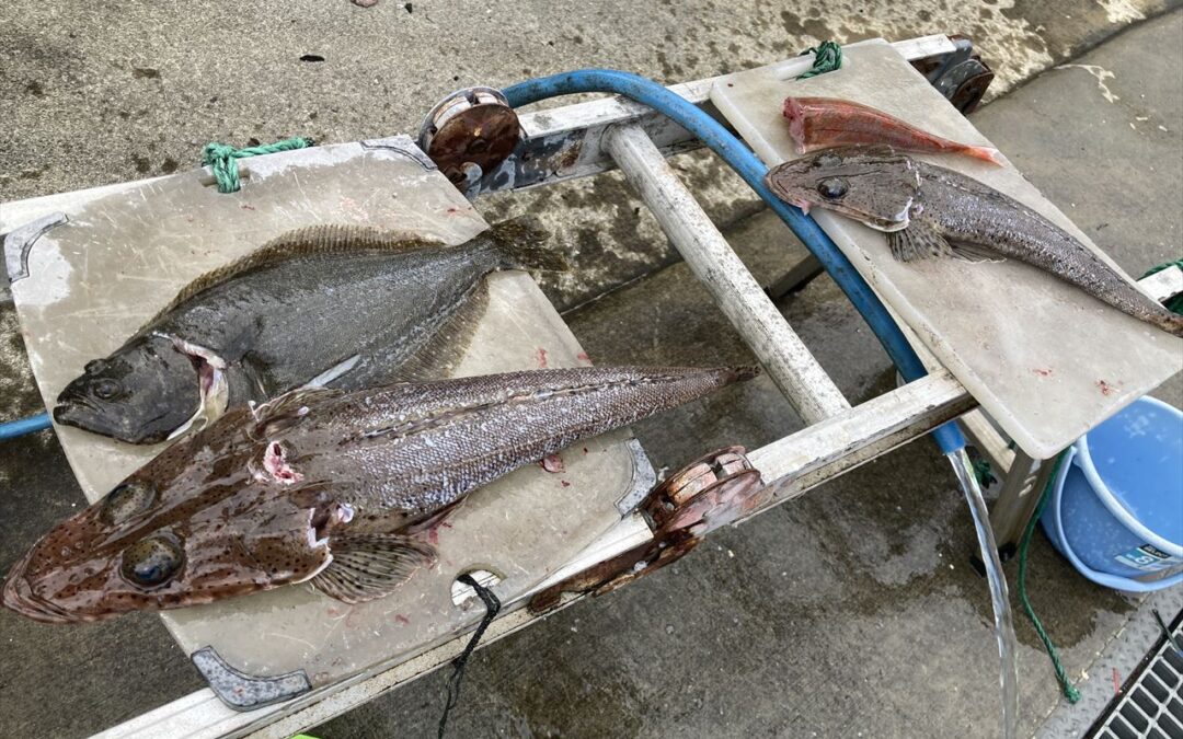 海のボート釣り　オーナー様釣果