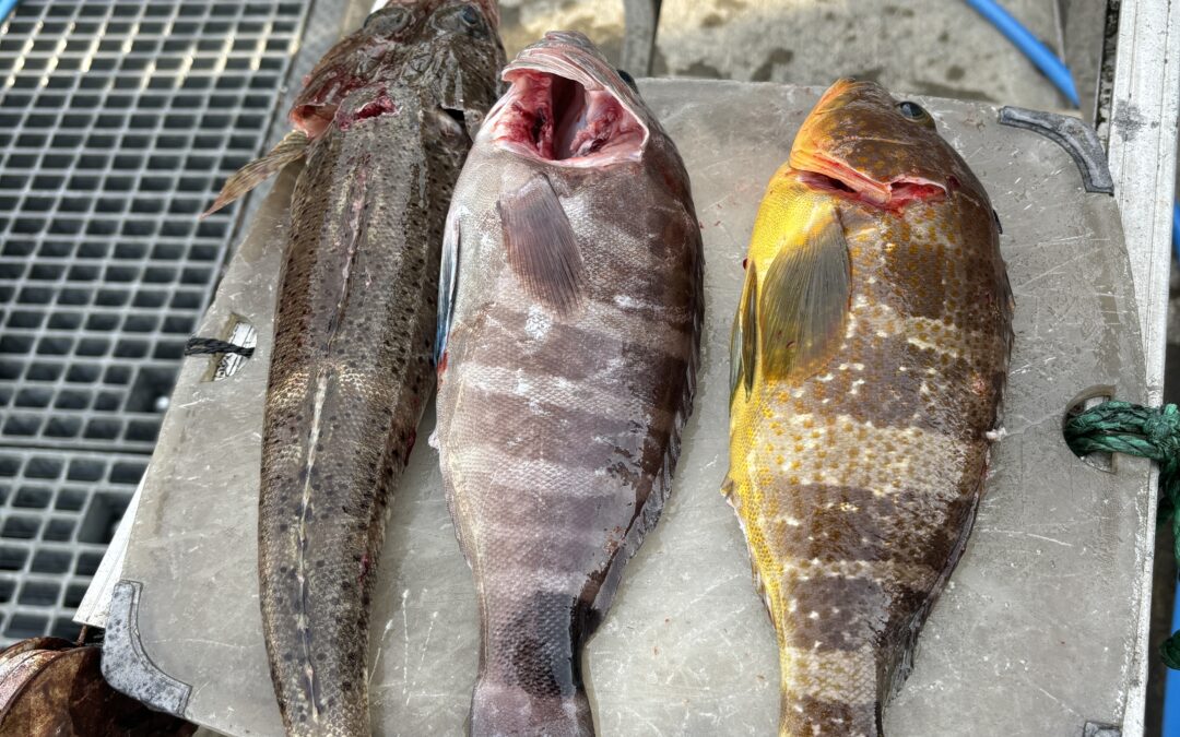 海のボート釣り　オーナー様釣果