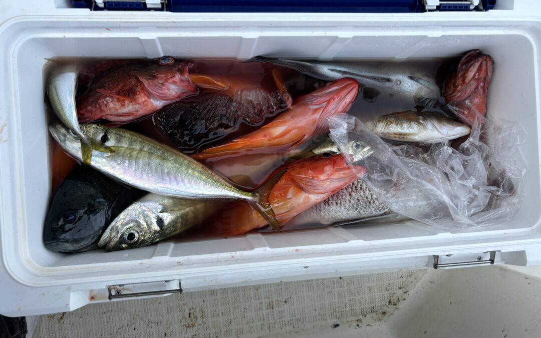 海のボート釣り　オーナー様釣果