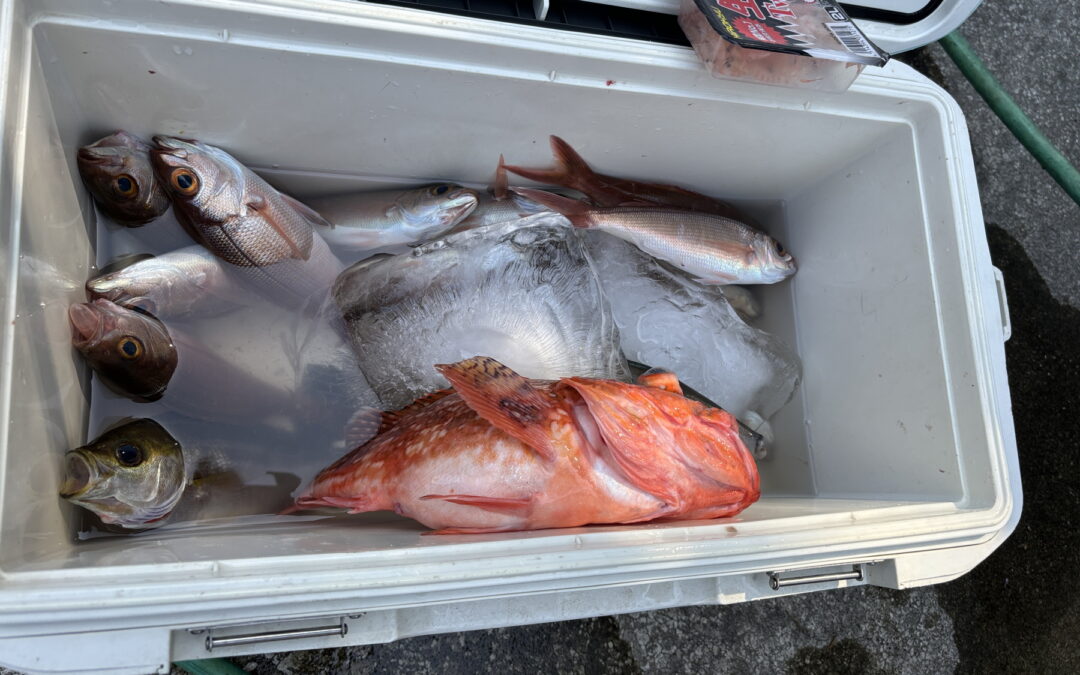 海のボート釣り　オーナー様釣果