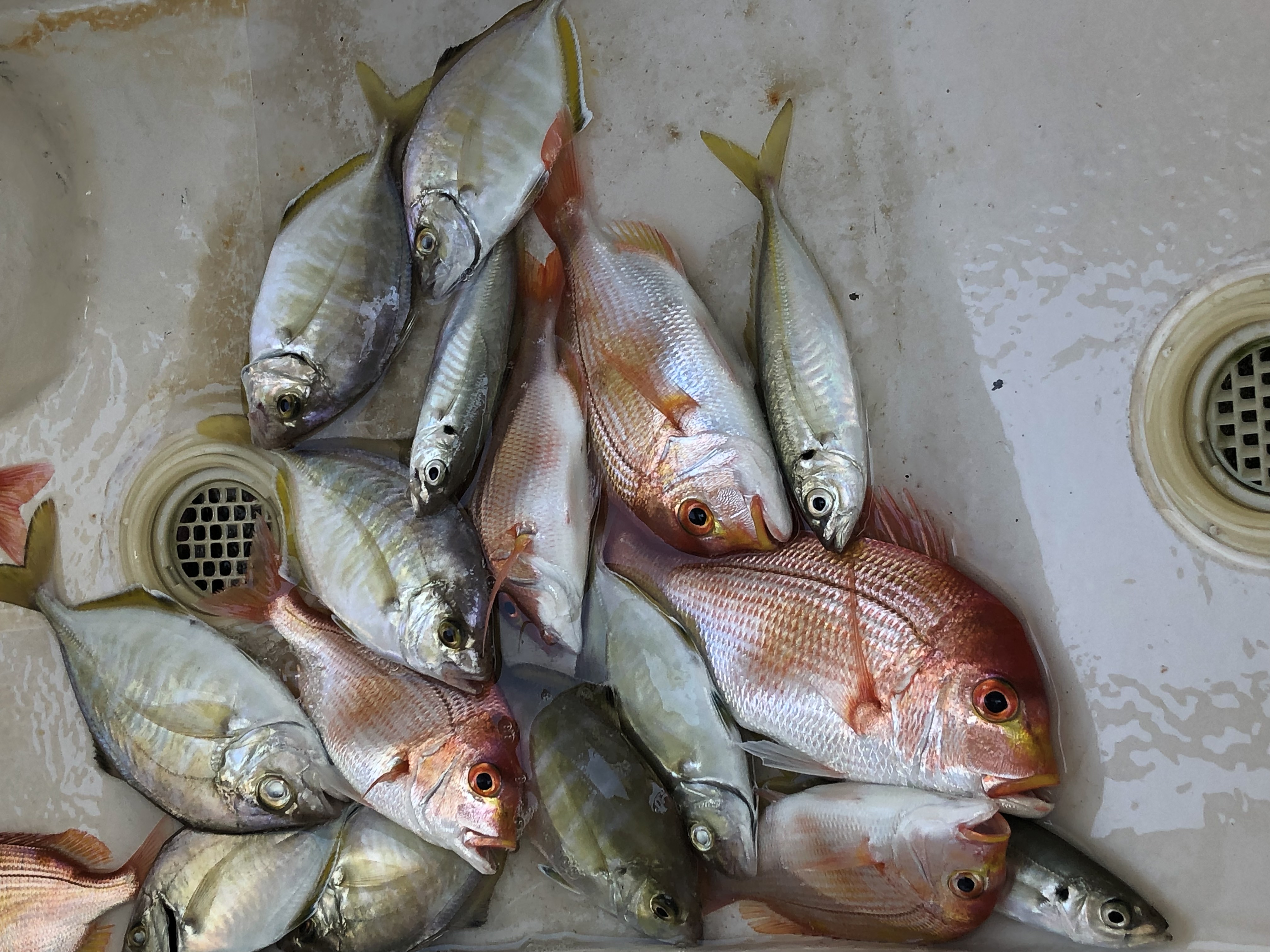 海のボート釣り　オーナー様釣果　1月17日