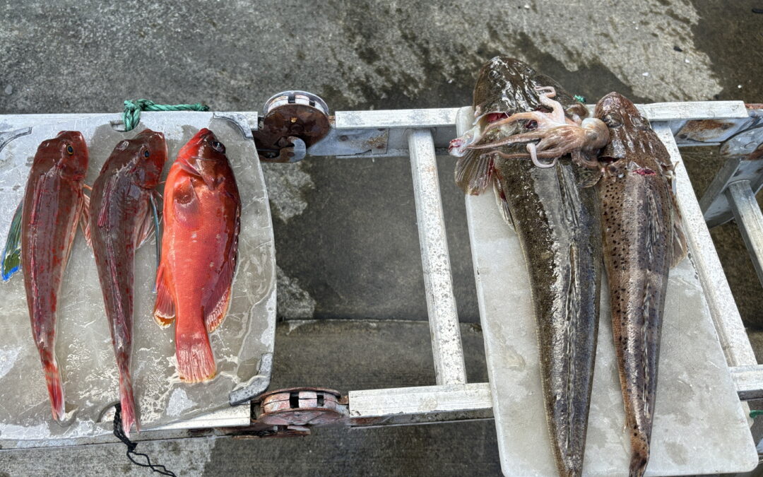 海のボート釣り　オーナー様釣果
