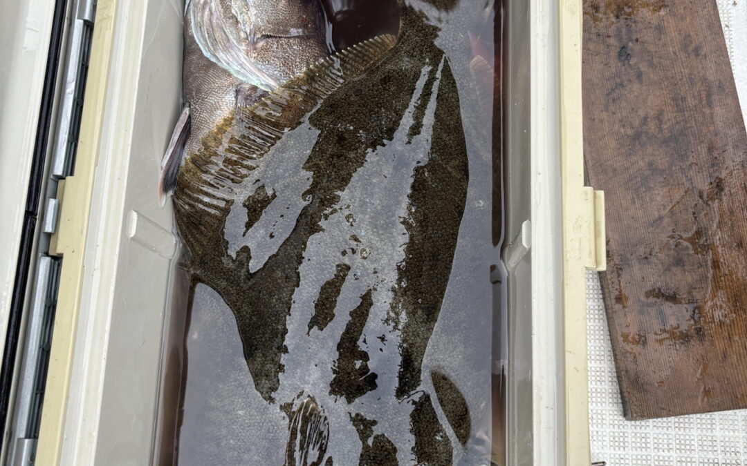 海のボート釣り　オーナー様釣果