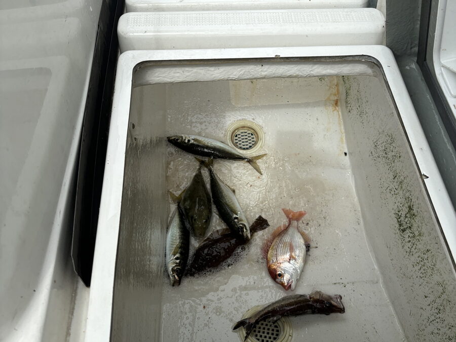 海のボート釣り　オーナー様釣果