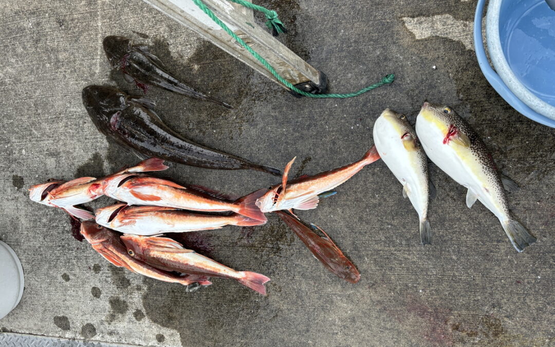 海のボート釣り　オーナー様釣果