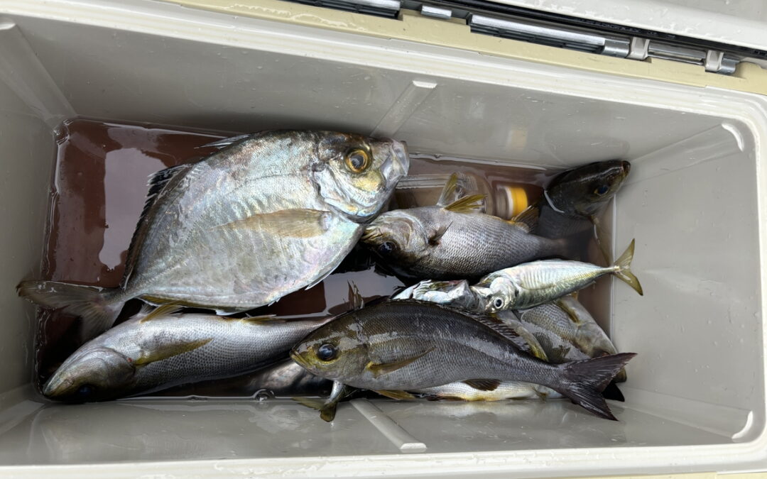 海のボート釣り　オーナー様釣果
