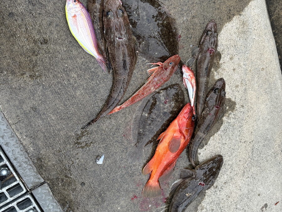 海のボート釣り　オーナー様釣果