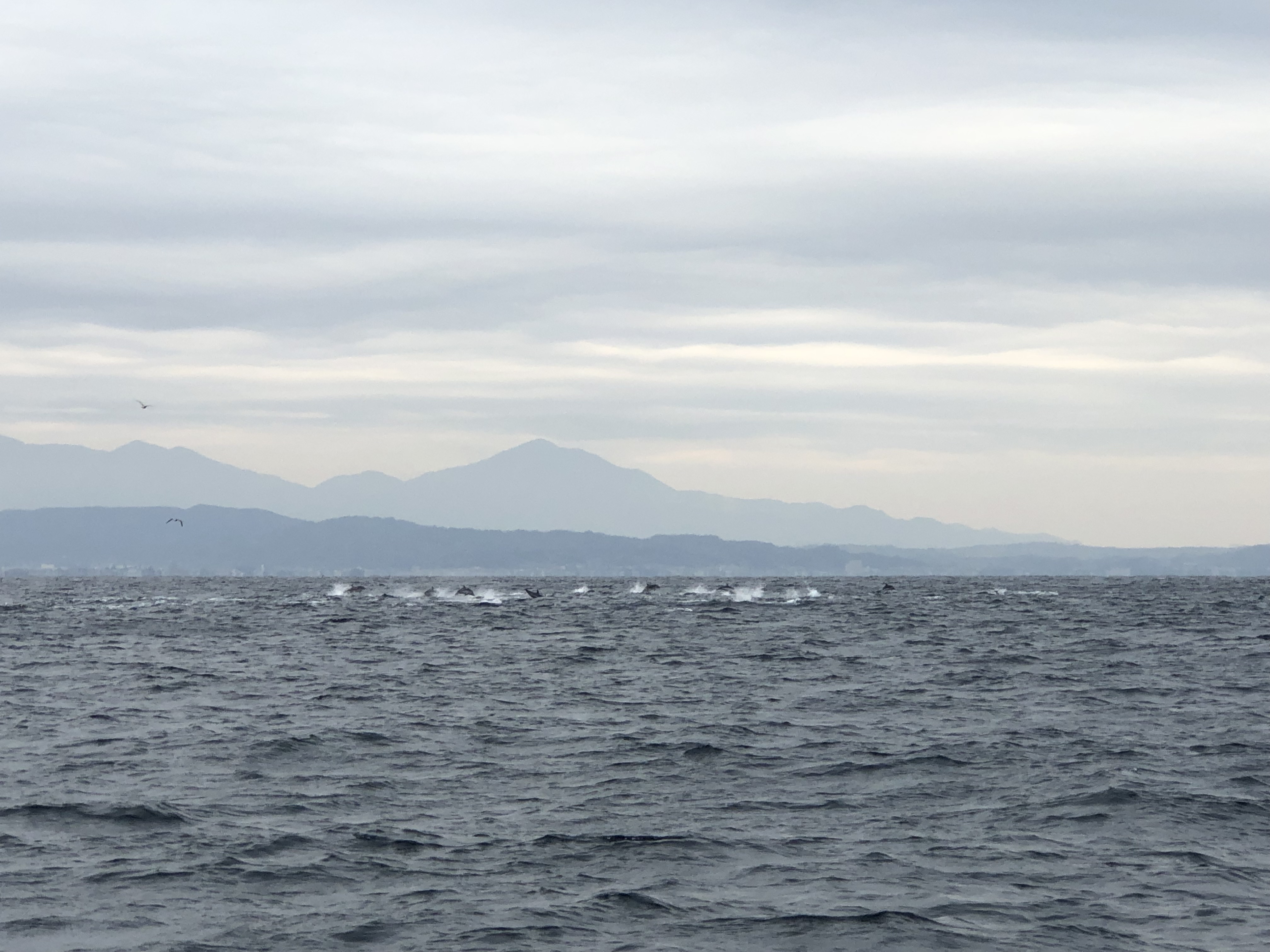 相模湾のイルカ