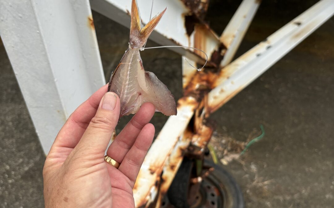 海のボート釣り　オーナー様釣果