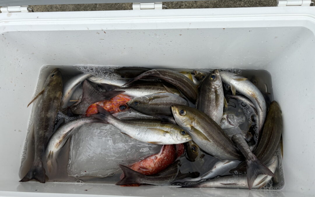 海のボート釣り　オーナー様釣果
