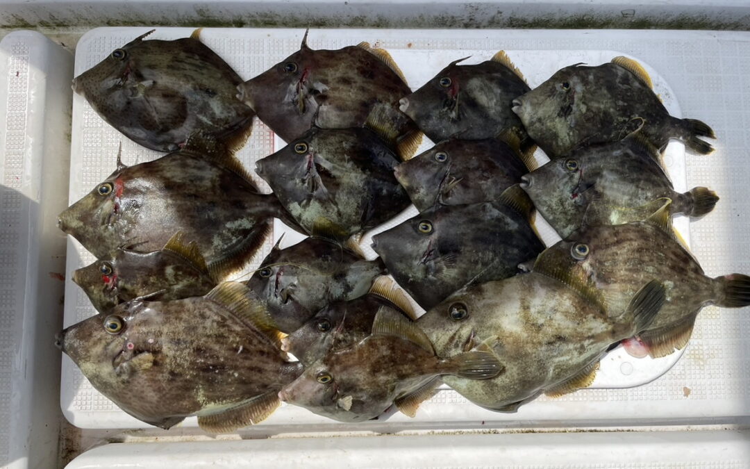 海のボート釣り　オーナー様釣果