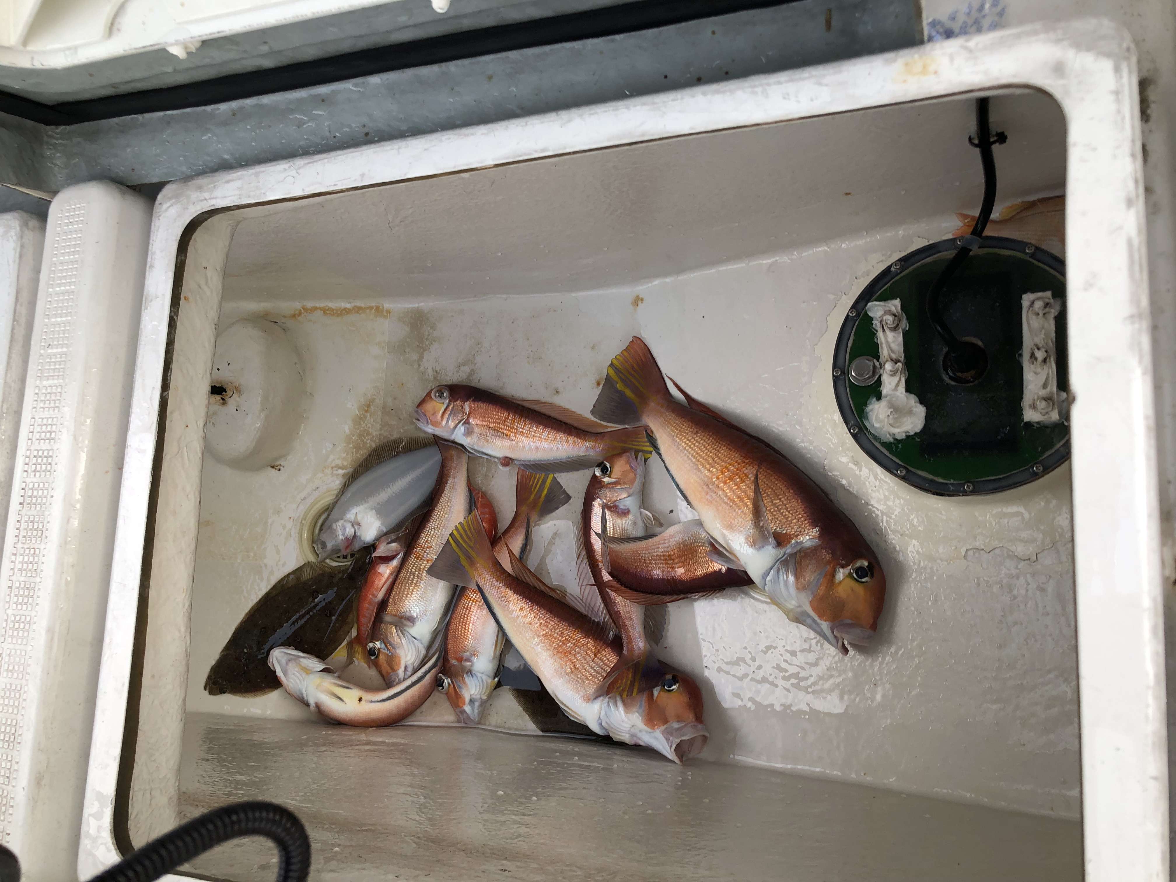 海のボート釣り　オーナー様釣果　2月17日