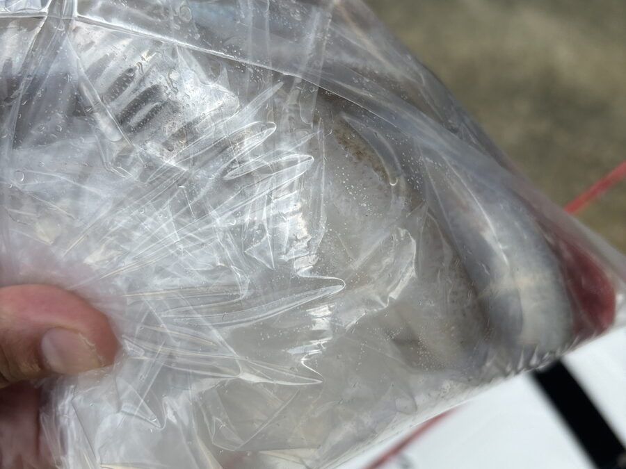 海のボート釣り　オーナー様釣果