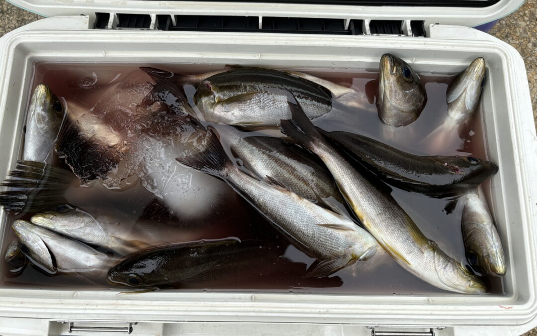 海のボート釣り　オーナー様釣果