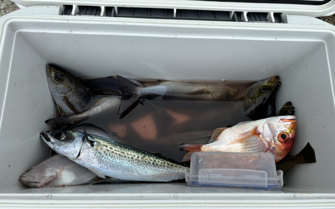 海のボート釣り　オーナー様釣果