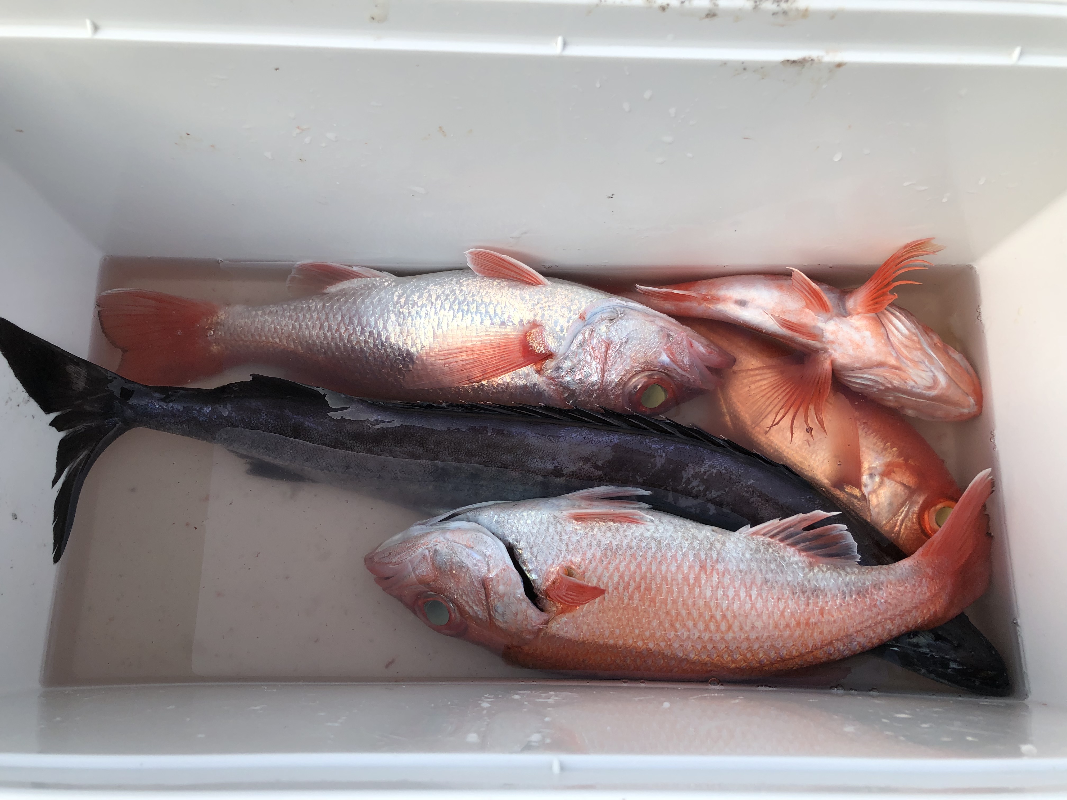 海のボート釣り　オーナー様釣果