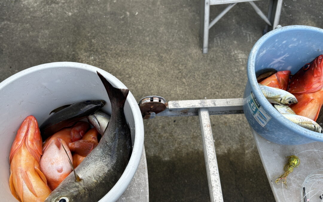 海のボート釣り　オーナー様釣果