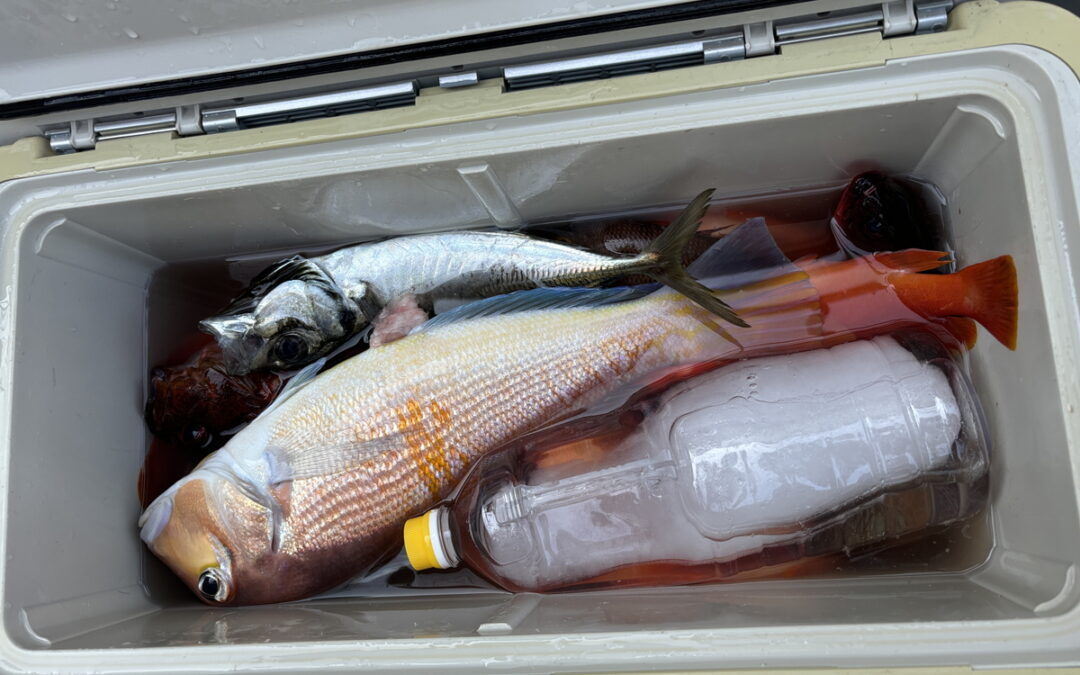 海のボート釣り　オーナー様釣果
