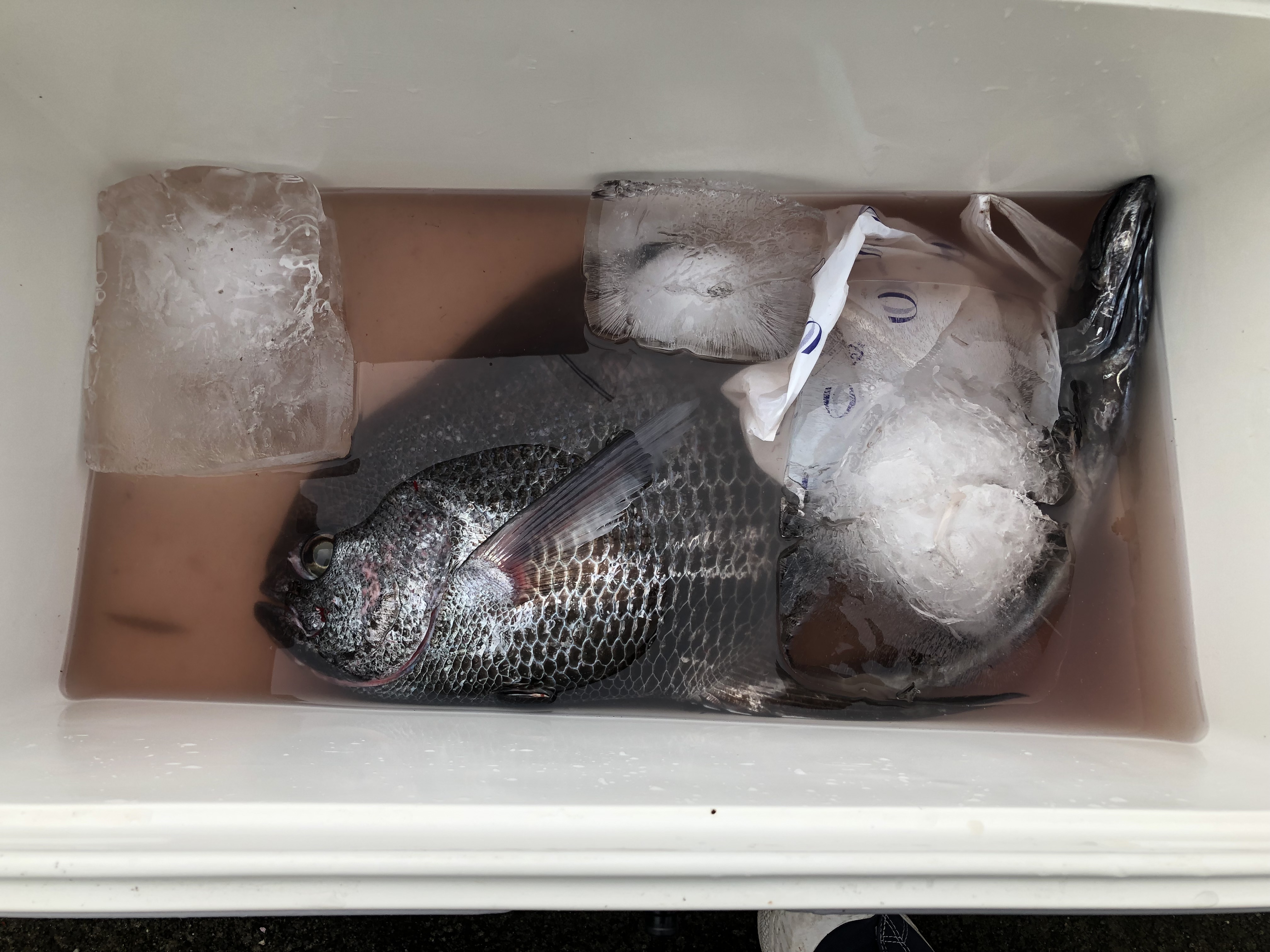 海のボート釣り　オーナーさま釣果