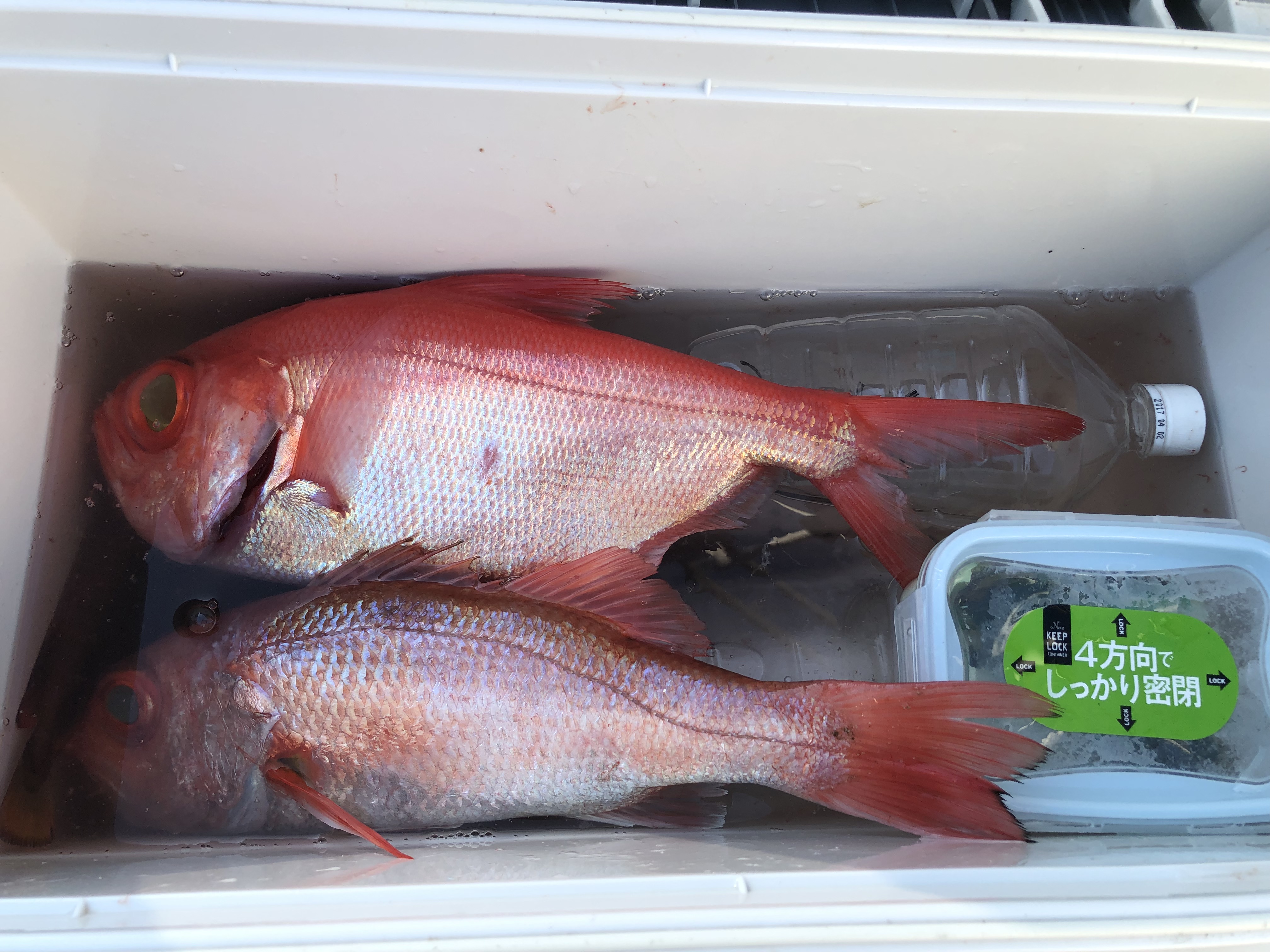 海のボート釣り　オーナーさま釣果