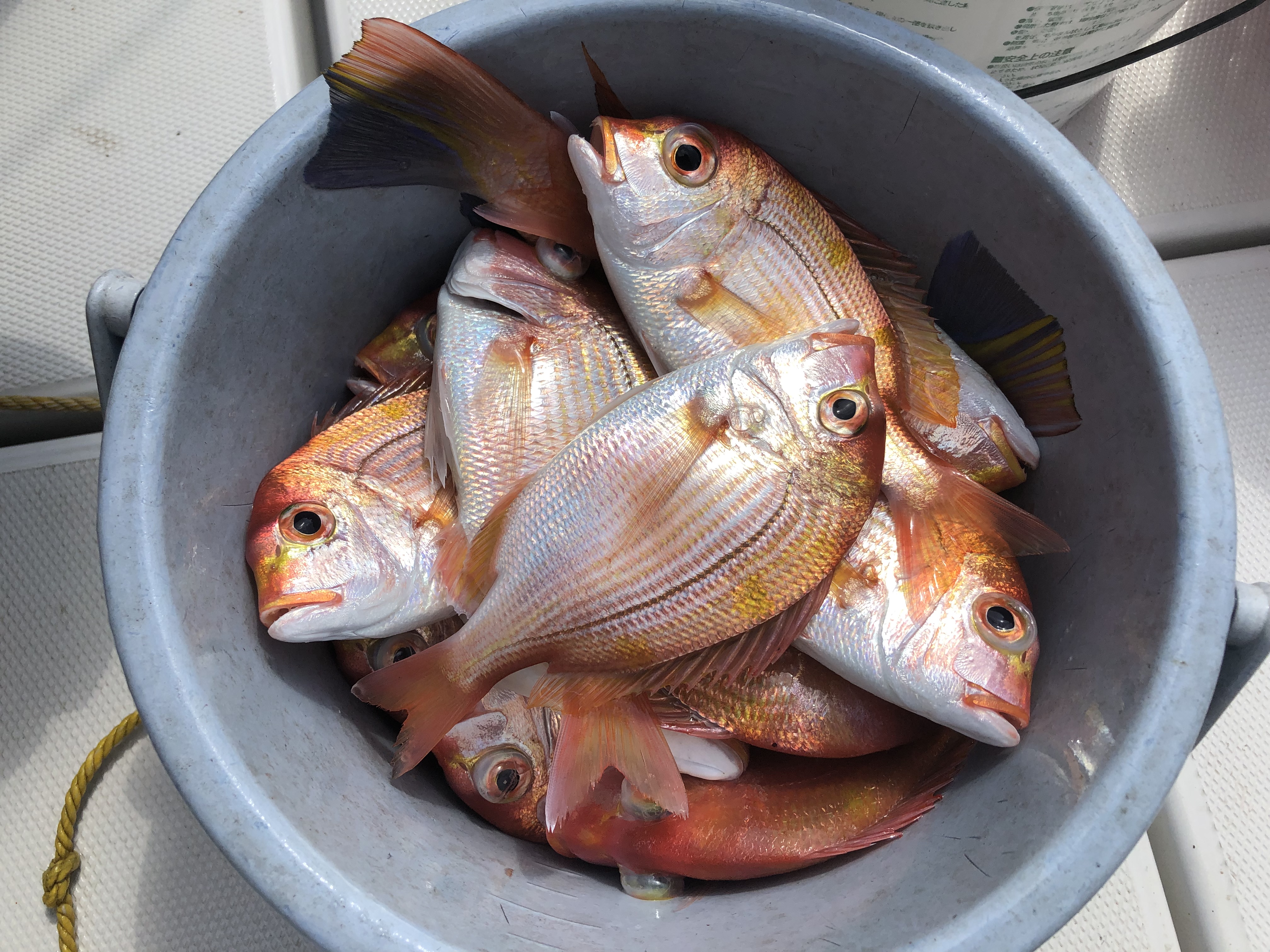 釣果情報と釣魚料理