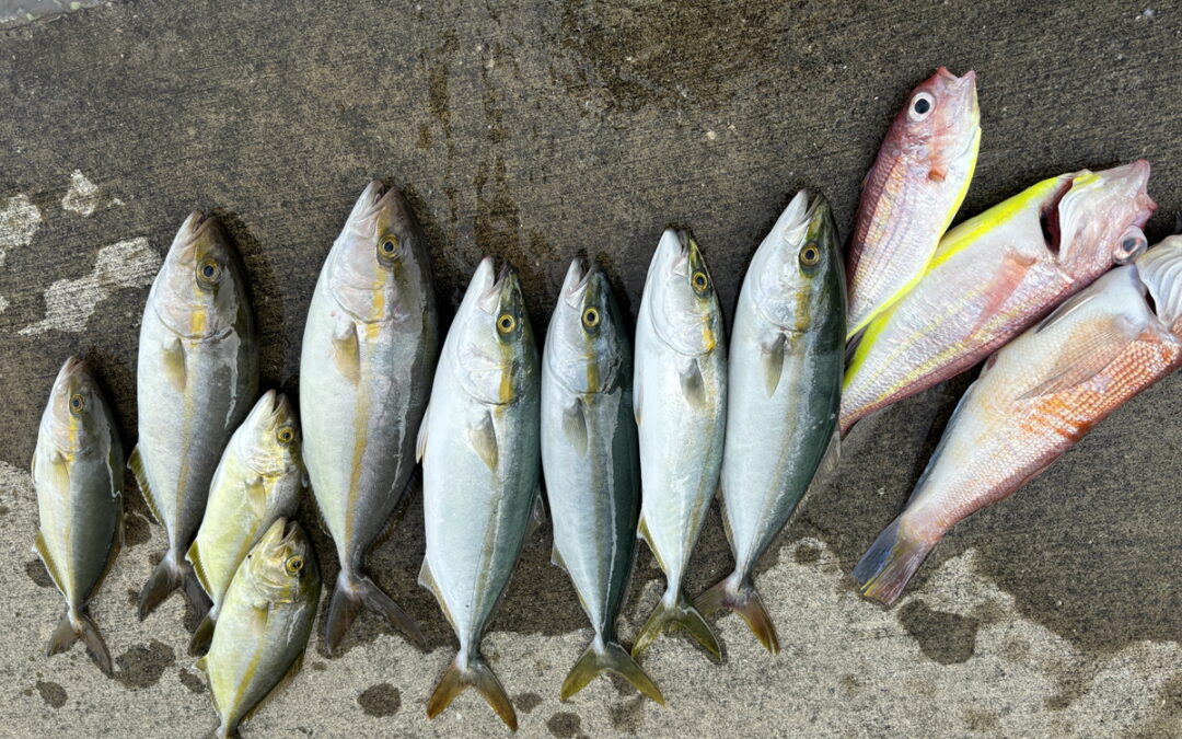 海のボート釣り　オーナー様釣果