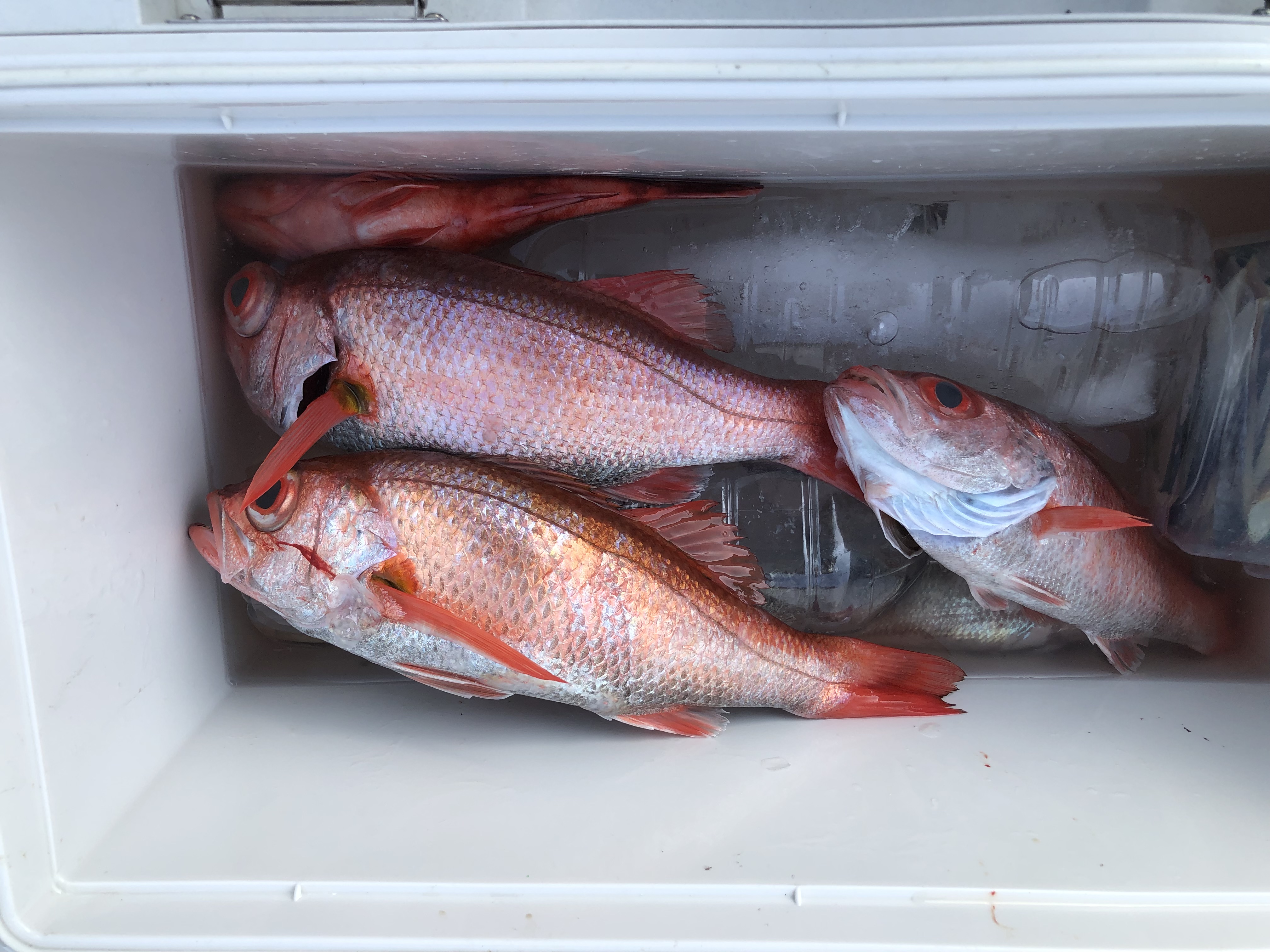 海のボート釣り　オーナー様釣果
