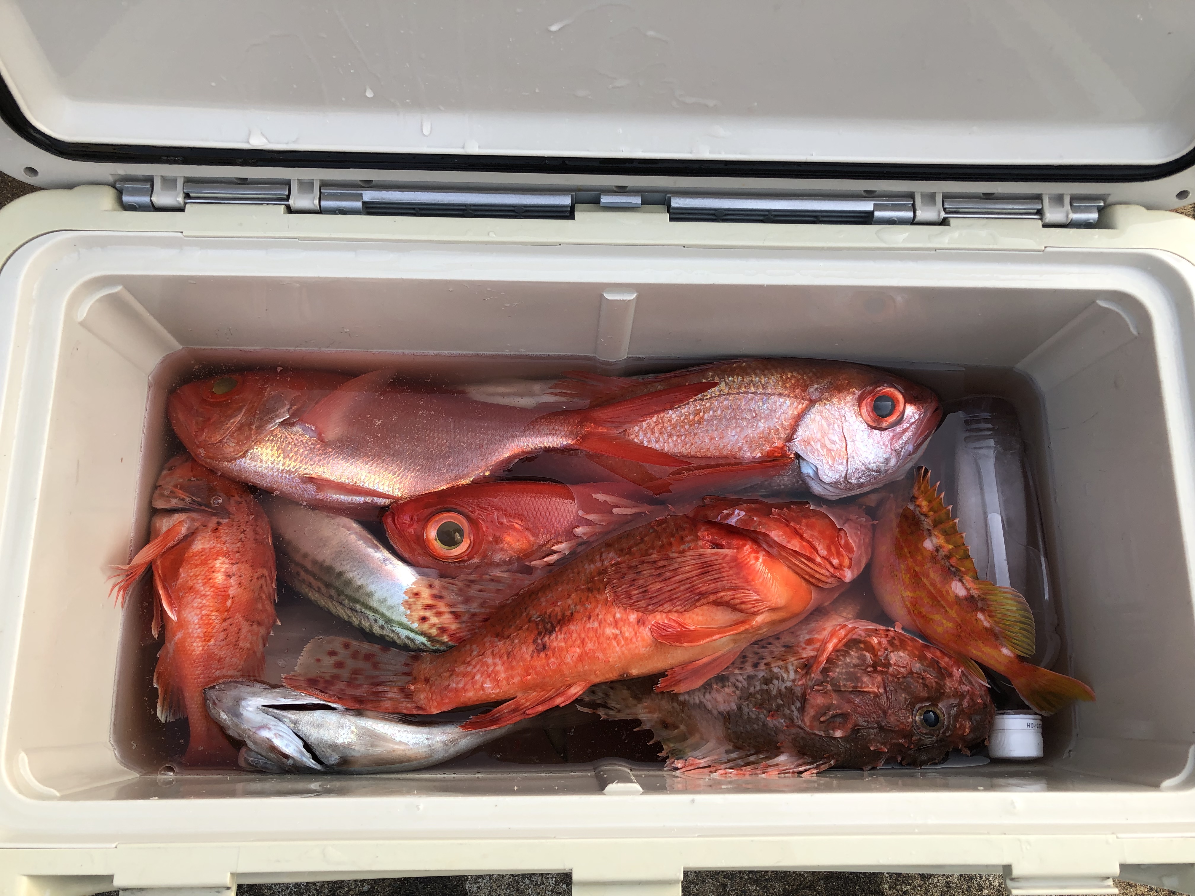 海のボート釣り　オーナー様釣果