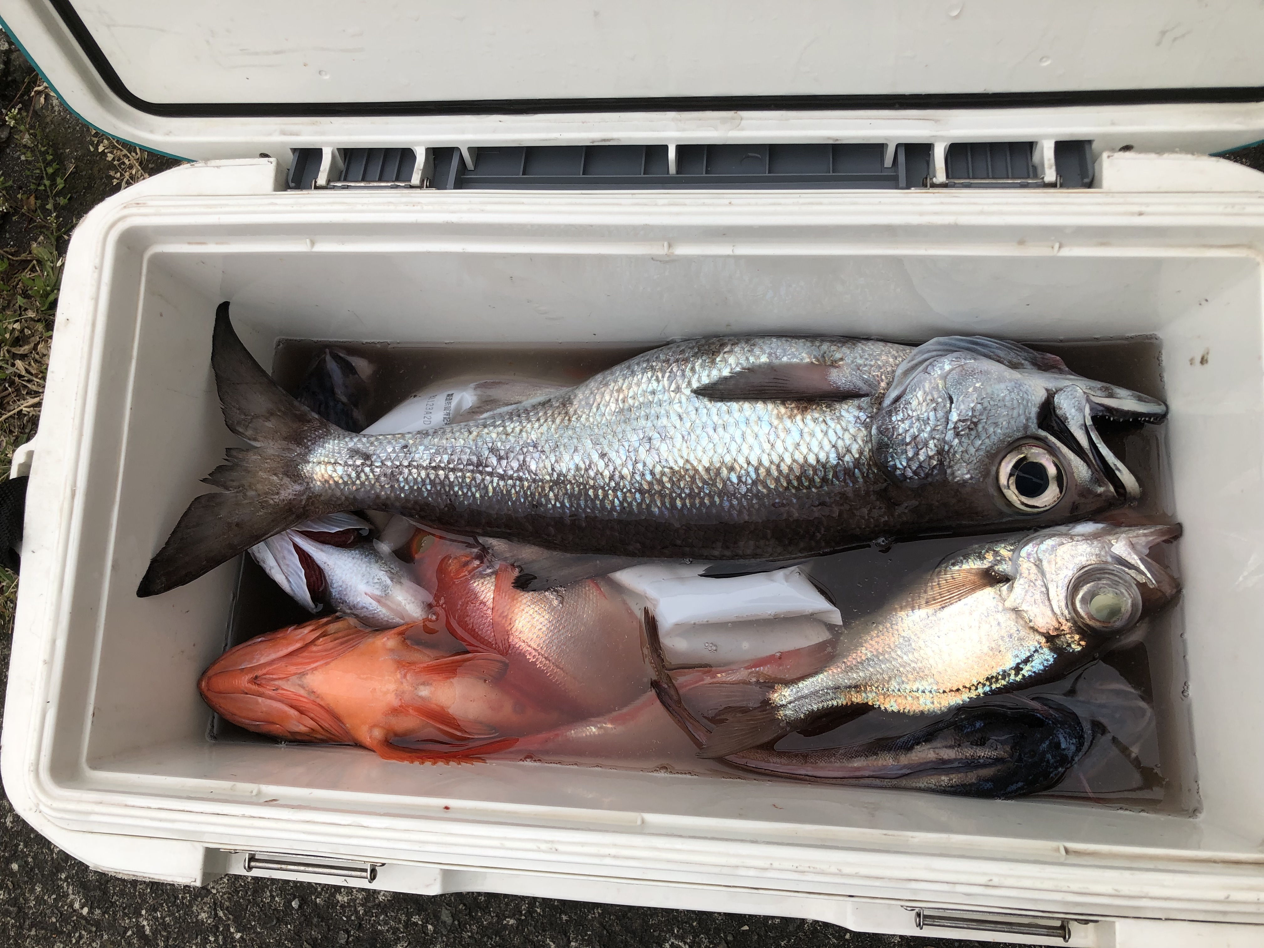 海のボート釣り　オーナーさま釣果