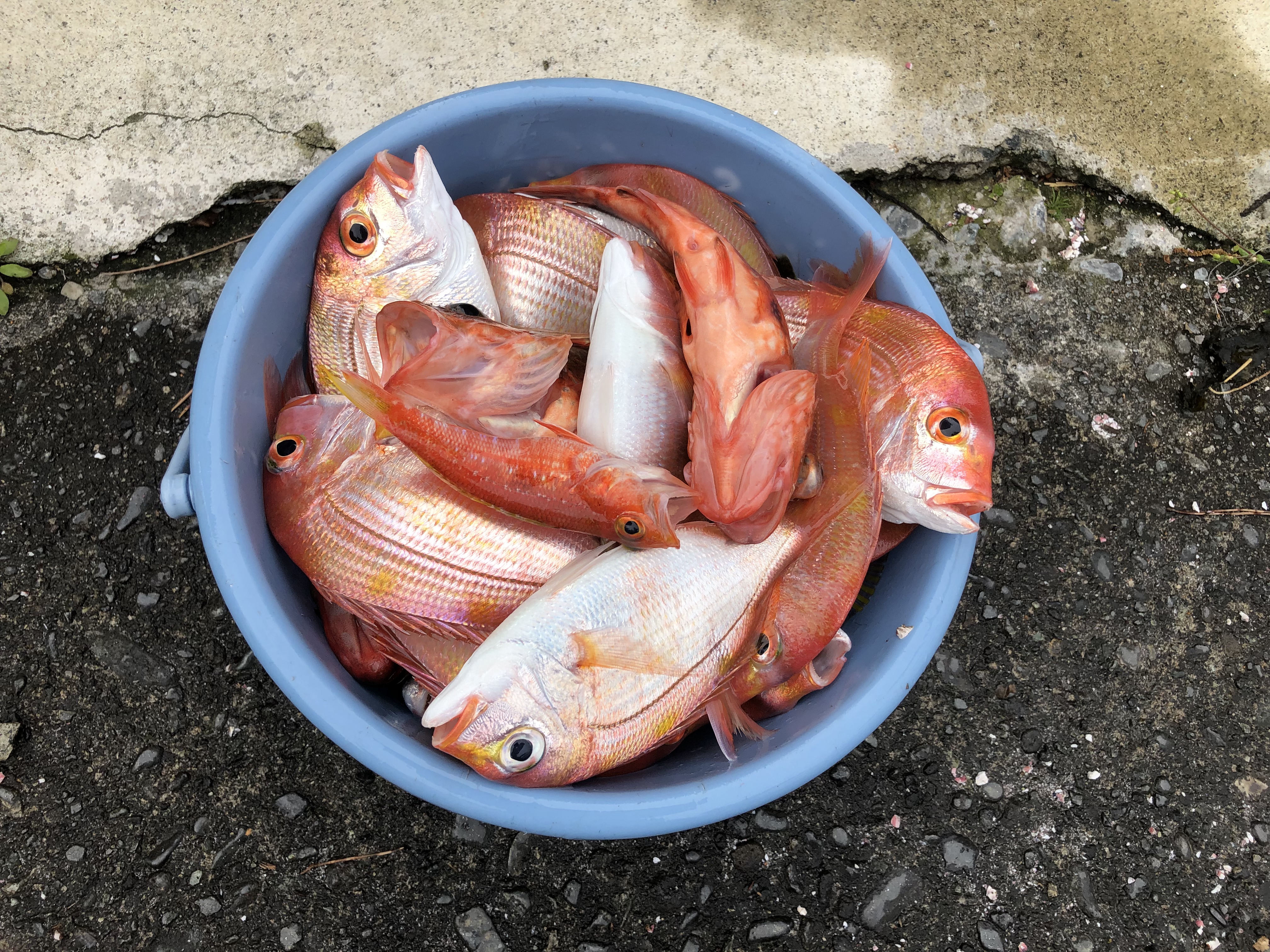 海のボート釣り　オーナー様釣果