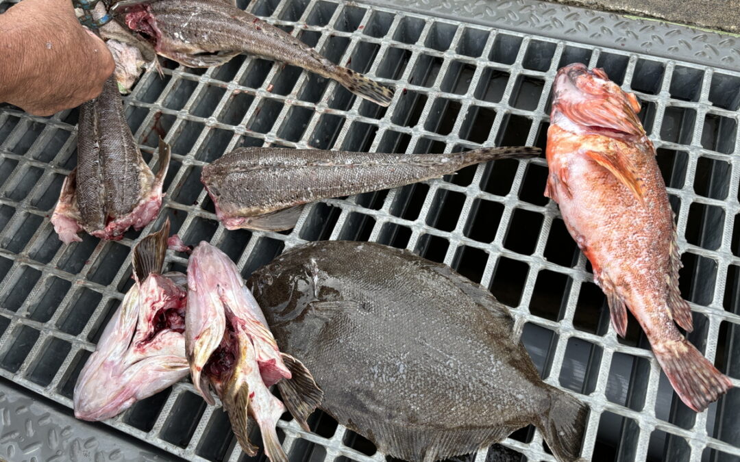 海のボート釣り　オーナー様釣果