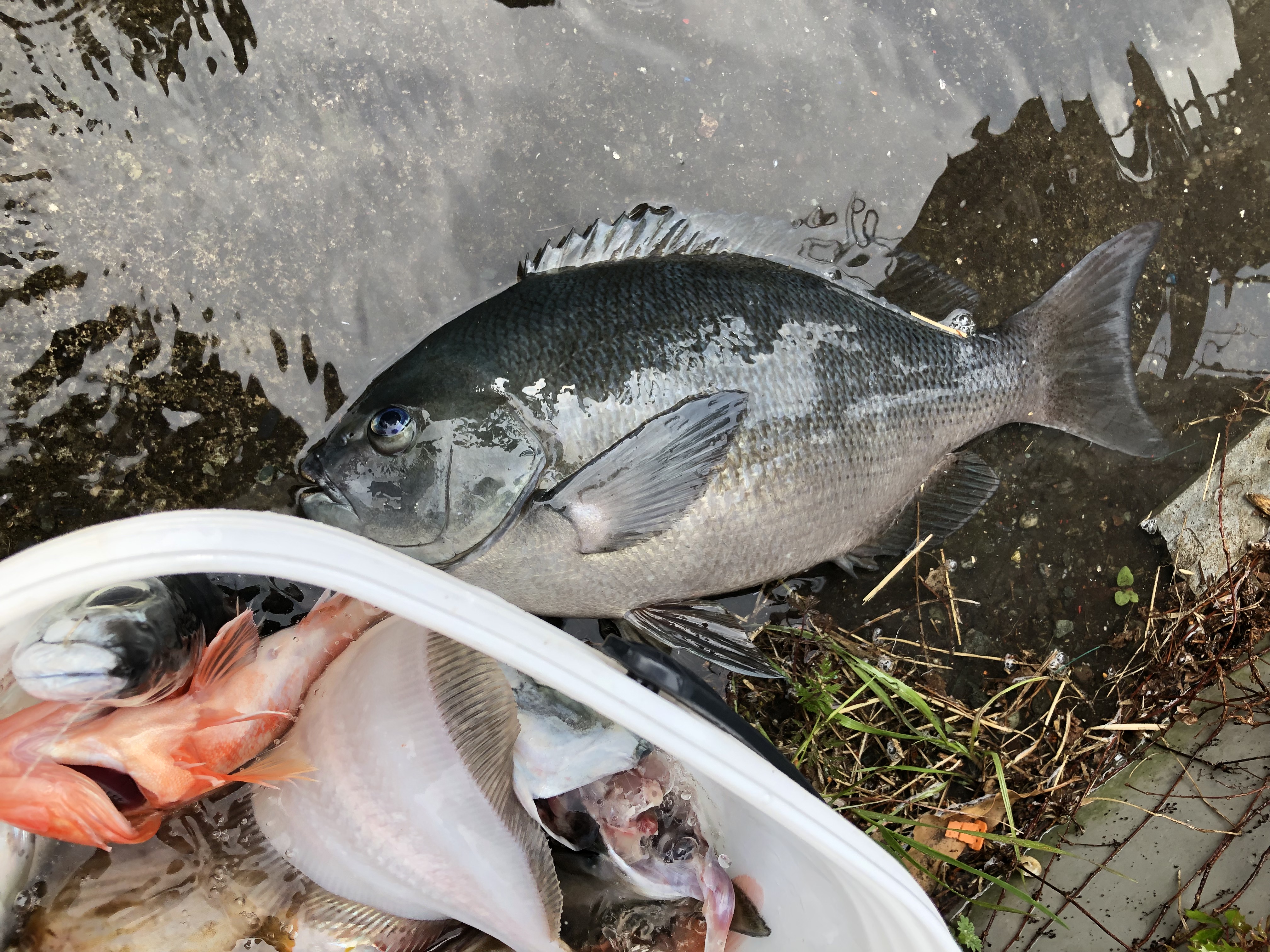 海のボート釣り　オーナー様釣果