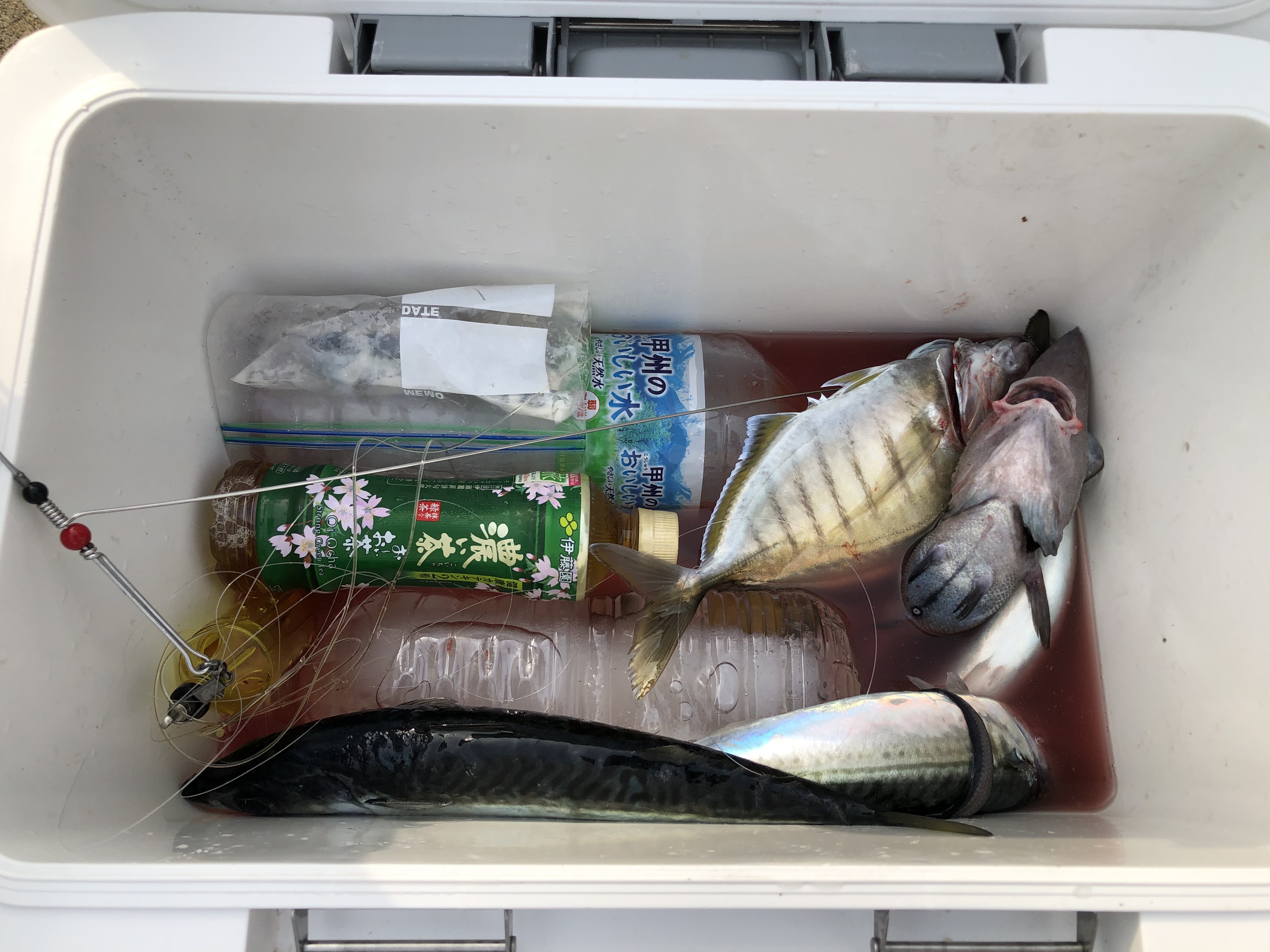 海のボート釣り　オーナー様釣果