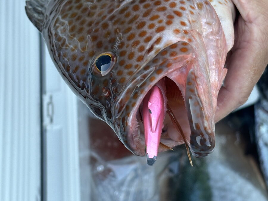 海のボート釣り　オーナー様釣果